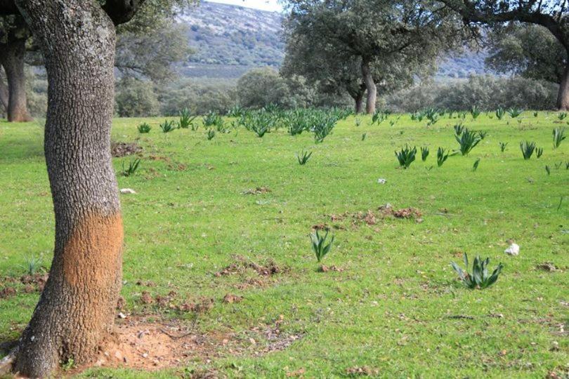 Torrejón el Rubio Palacio Viejo De Las Corchuelas מראה חיצוני תמונה